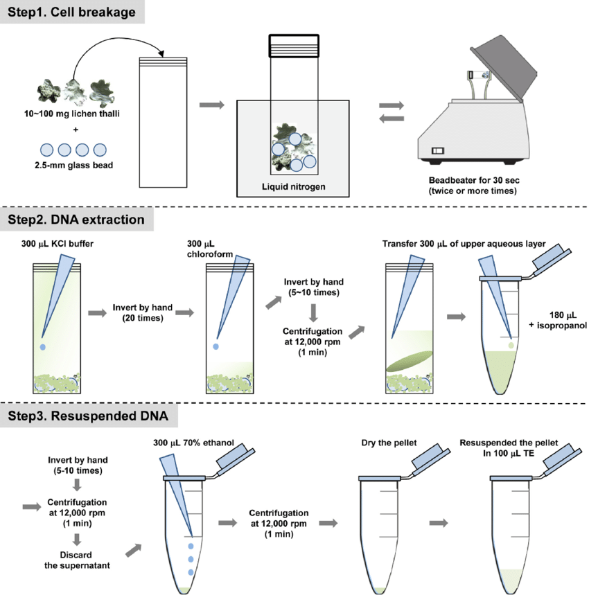 Schematic diagram of the DNA extraction method. 