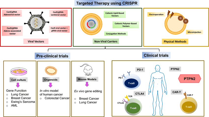 Application of CRISPR–Cas9-mediated genome engineering in studying preclinical models as well as in editing clinical targets