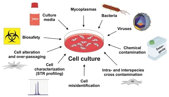 Cells | Free Full-Text | A Beginner&rsquo;s Guide to Cell Culture: Practical Advice for Preventing Needless Problems