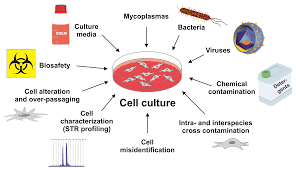 A Beginner&rsquo;s Guide to Cell Culture: Practical Advice for Preventing Needless Problems