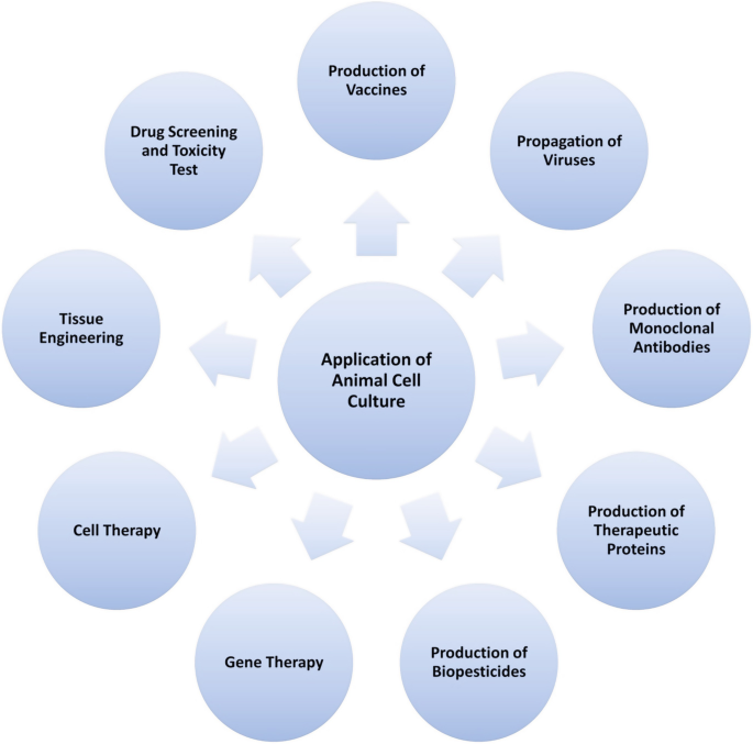 Animal Cell Culture: Basics and Applications