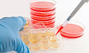 Method to make cell cultures act more like normal cells discovered 