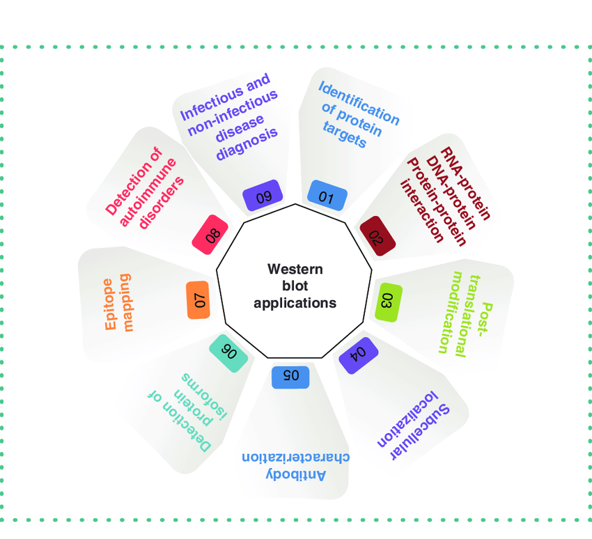 Applications of western blotting. Diagram depicts various applications.